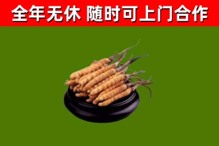 碧江烟酒回收冬虫夏草.jpg